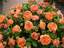 ���������,Chippendale (����) 2,95����.jpg