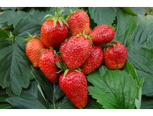 ��������� ������� ���������� ( 5��) (������, ������ ������ ���������) 254