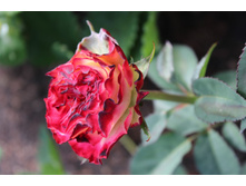 imageWPUO3I92.jpg