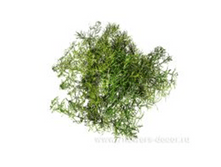 image419 - �����.png