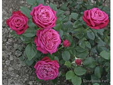 ������ ����� (���) 2,95���.jpg