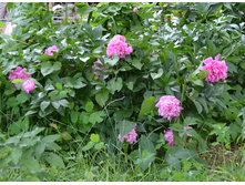 ����������� 0180.jpg