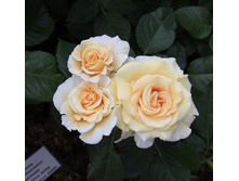 �������� (���) 2,95���.jpg