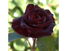 ���� ������,Black Bacara (����) 2,95���.jpg