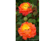 �����,Samba(���) 2,95����.jpg