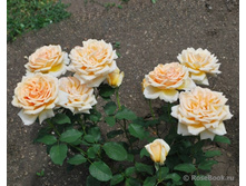 ��������,Valencia (����) 2,95���.jpg