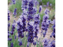 ������� 3,65����.jpg