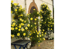 ������ ������,Golden Showers (����),3,24���.jpg