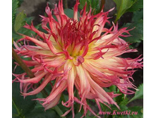 �������� ���� � ����� 96�