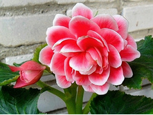 ������� ������� 94,3�