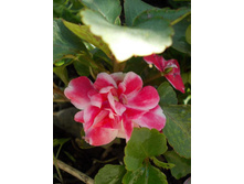 ��������� �������� ��������� ����������. �����. 44 ���. �������� 1 ��..jpg