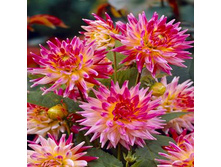 �������� ��-�� 102�