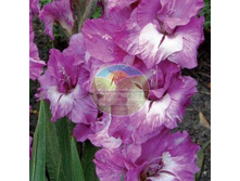 ��������� ������ 12.jpg