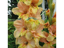 ��������� ���� 12.jpg