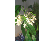 ����������� ...... ��� �����