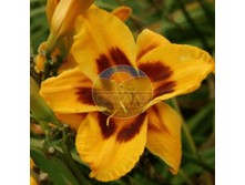 �������� �������.png