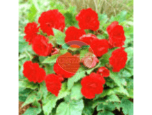 ������� ������.png