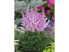 ���� ������ �� �����*