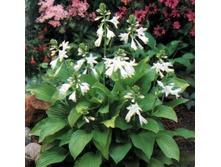 ����� ���� ��������  70,8�