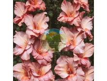 ��������� ��� ����� 12.jpg