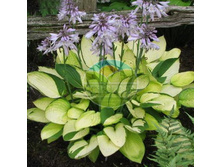 ����� �����.jpg