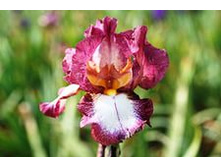 ���� �������� 118,8�