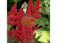 �������� ��� ������.jpg