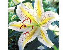 ����� ���� ���� 5�� 300�