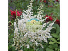 �������� ����.jpg