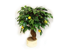 �� 50/13� - 2447