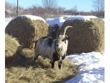 ���� ��������