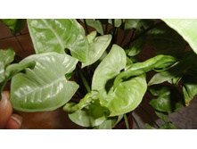 ��������� Silver Pearl