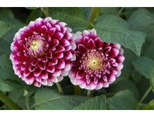 �������� �������� 84�