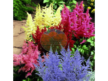 �������� ������� �����.png