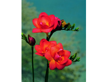 ������  �������� ������� 10�� 74,4�.jpg