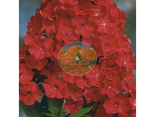 ����� �����.jpg