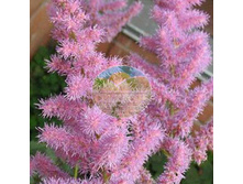 �������� ����������  1 ��.jpg