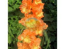 ��������� ������� ������� ��������� 14.jpg