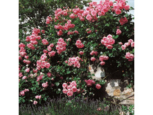 ���� ������� (���������).jpg