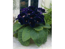 ���������   ����� �������  3�� 176,4�.jpg