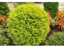 ��� ���.������ ����