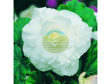 ������� �������.png