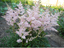 ���� ������� ����*