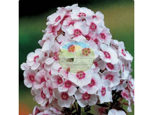 ����� ���� �������.jpg