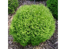 ��� ���. T��� ���