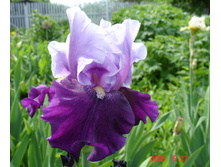 ���� ��� ���� ���� 130,8�