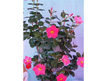 ���������� ����-������� - ������ �������� �������� ...