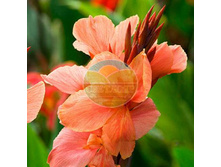 ����� �����.jpg