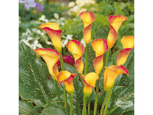 ����� ��� ����� 288� 3��.jpg