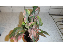 ���������  Syngonium sp.Nak Tricolor